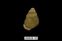 藏品(石田螺)的圖片